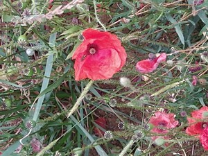 photo of Common Poppy