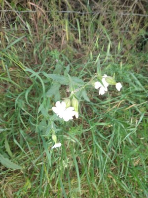 photo of White Campion