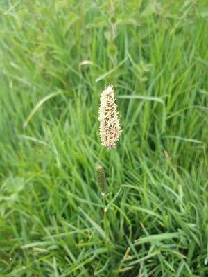 photo of Meadow Foxtail