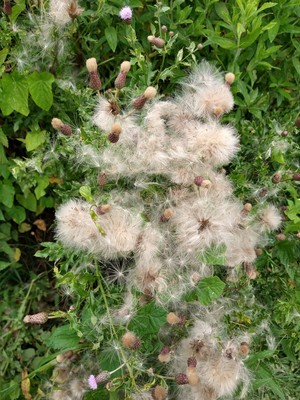photo of Creeping Thistle