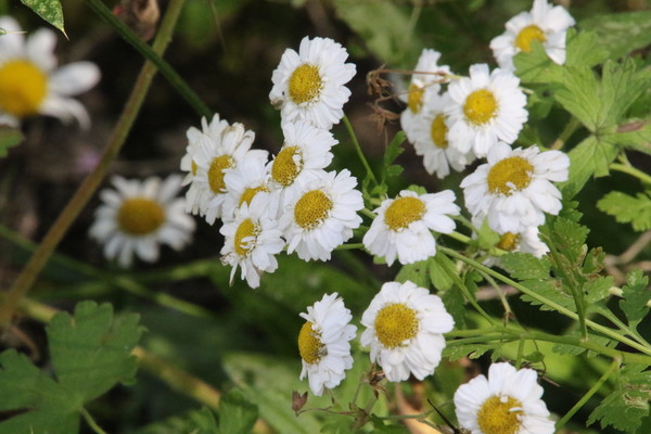 photo of Scentless Mayweed