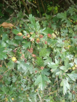 photo of Hawthorn