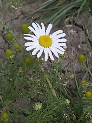 photo of Scented Mayweed