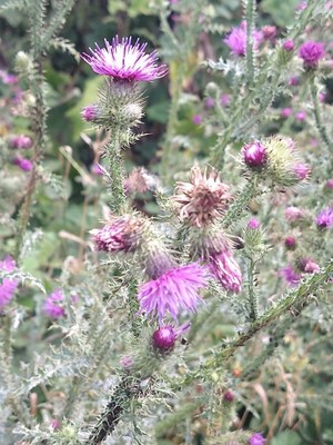 photo of Spear Thistle