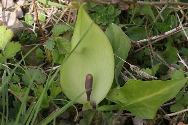 photo of Italian Arum