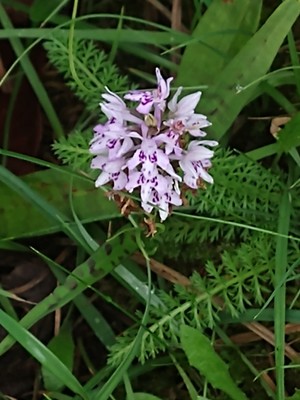 photo of Common Spotted Orchid
