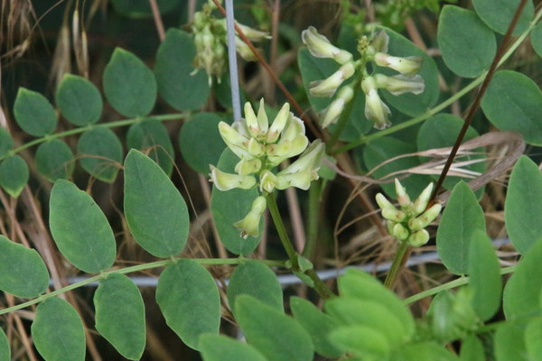 photo of Sweet Leaved Milk Vetch