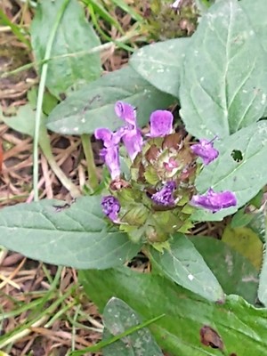 photo of Selfheal