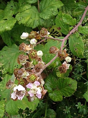 photo of Elm Leaved Bramble