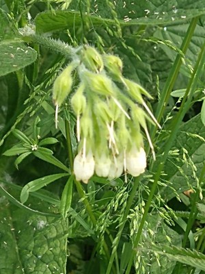 photo of Common Comfrey