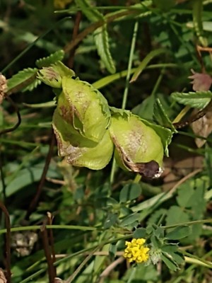 photo of Yellow Rattle