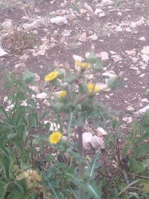 photo of Groundsel