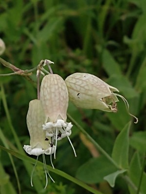 photo of Bladder Campion