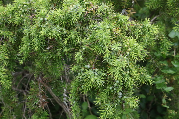 photo of Common Juniper