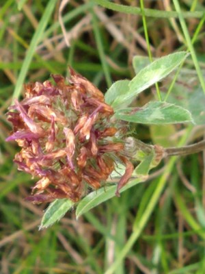 photo of Red Clover