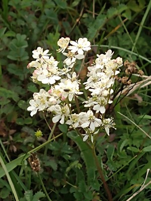 photo of Dropwort
