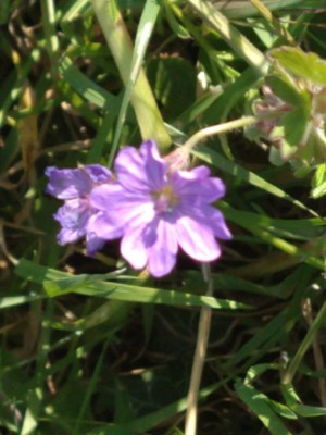photo of Hedgerow Crane's Bill
