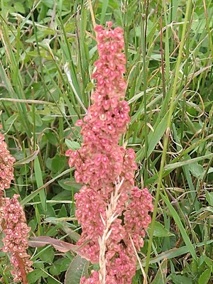 photo of Curled Dock