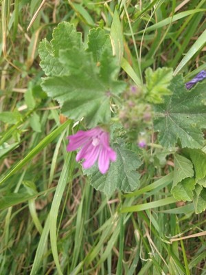 photo of Common Mallow