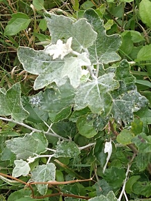 photo of White Poplar