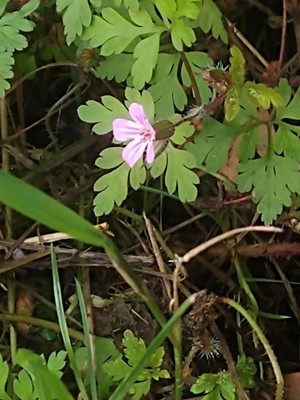 photo of Herb Robert
