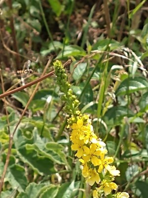 photo of Agrimony