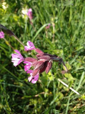 photo of Red Campion
