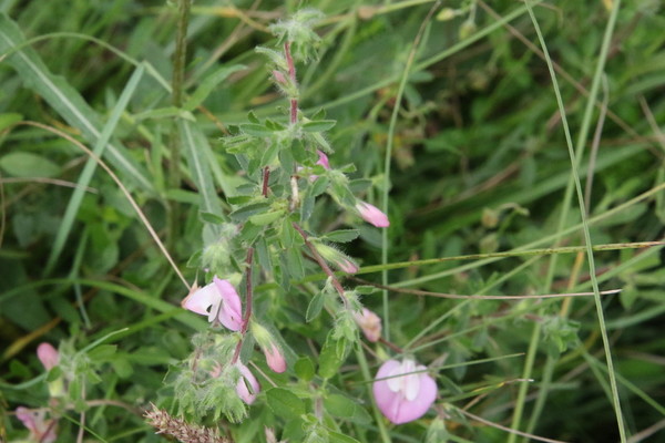 photo of Spiny Restharrow