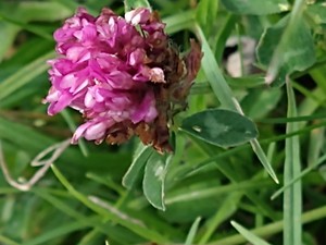 photo of Red Clover
