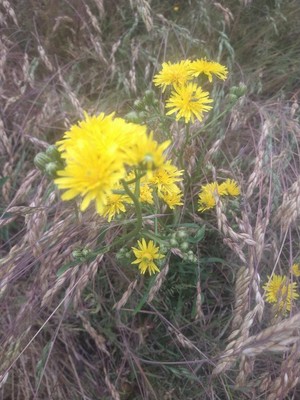 photo of Hawkweed