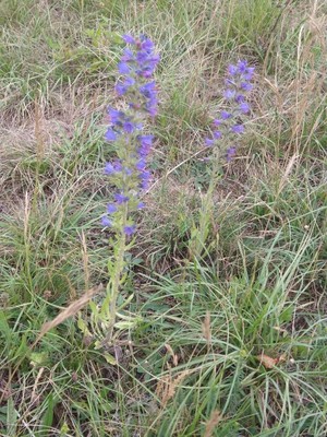 photo of Vipers Bugloss