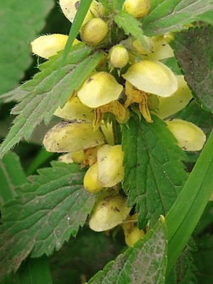 photo of Yellow Archangel