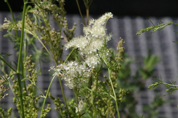 photo of Meadowsweet