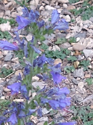 photo of Vipers Bugloss