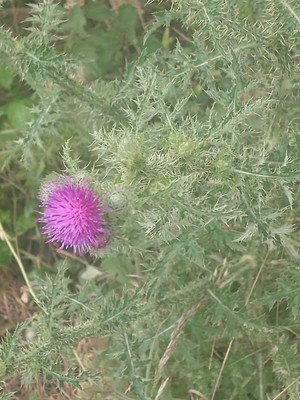 photo of Spear Thistle