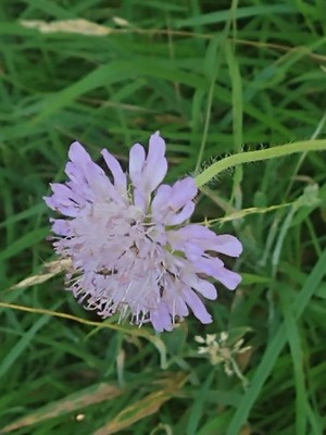photo of Field Scabious