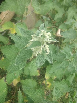 photo of Common Nettle