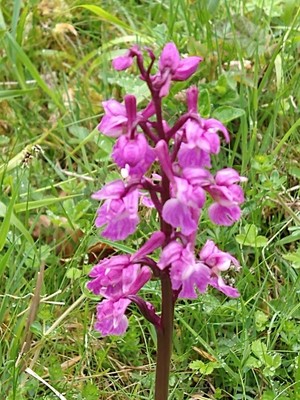 photo of Early Purple Orchid