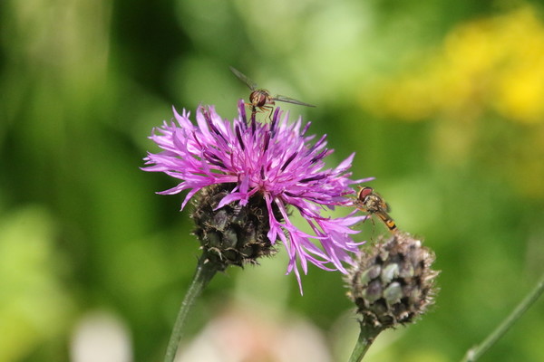 photo of Greater Knapweed