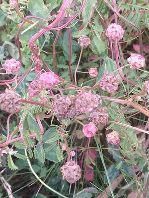 photo of Salad Burnet