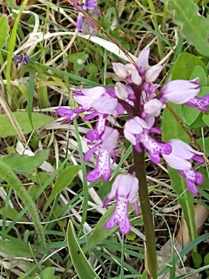 photo of Military Orchid