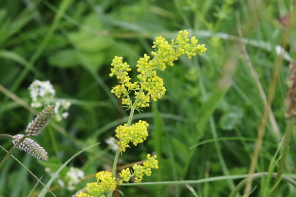 photo of Lady's Bedstraw