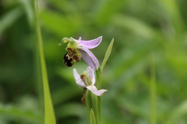 photo of Bee Orchid