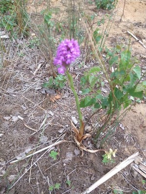 photo of Pyramidal Orchid