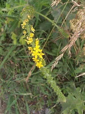 photo of Agrimony