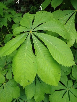 photo of Horse Chestnut