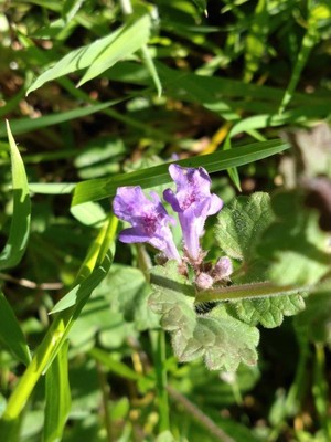 photo of Ground Ivy