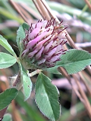 photo of Red Clover