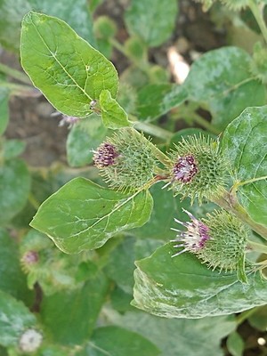 photo of Lesser Burdock