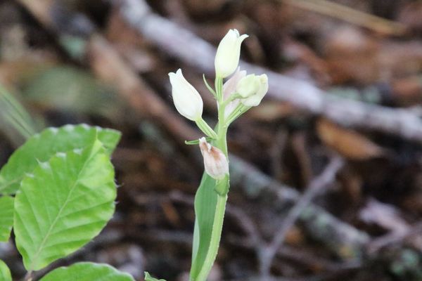 photo of White Helleborine